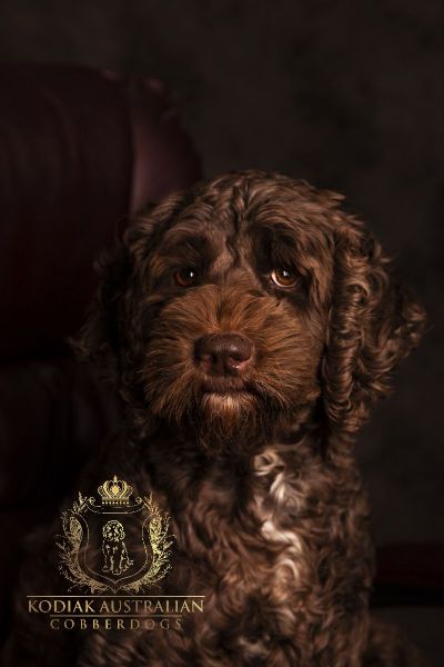 austrailian cobberdog puppies for sale