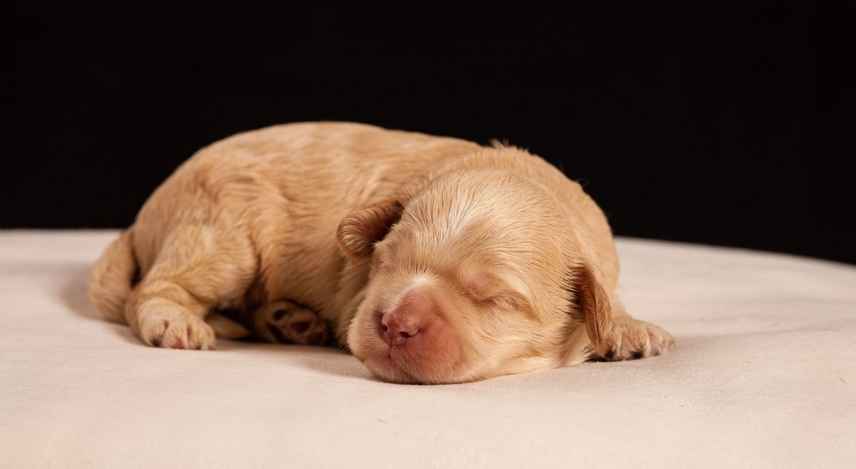 kodiak austrailian cobberdog puppies for sale