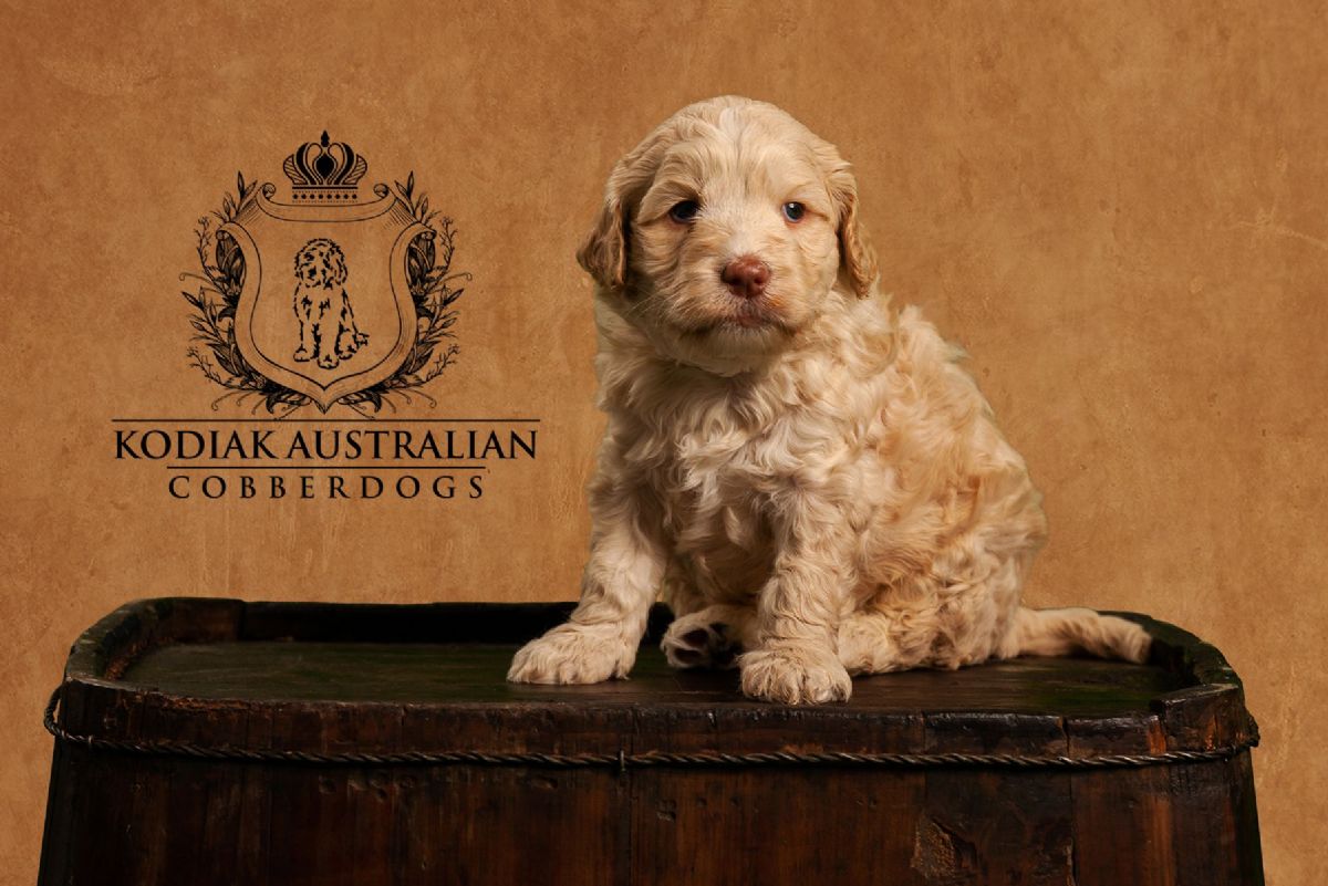 Australian labradoodles for sale