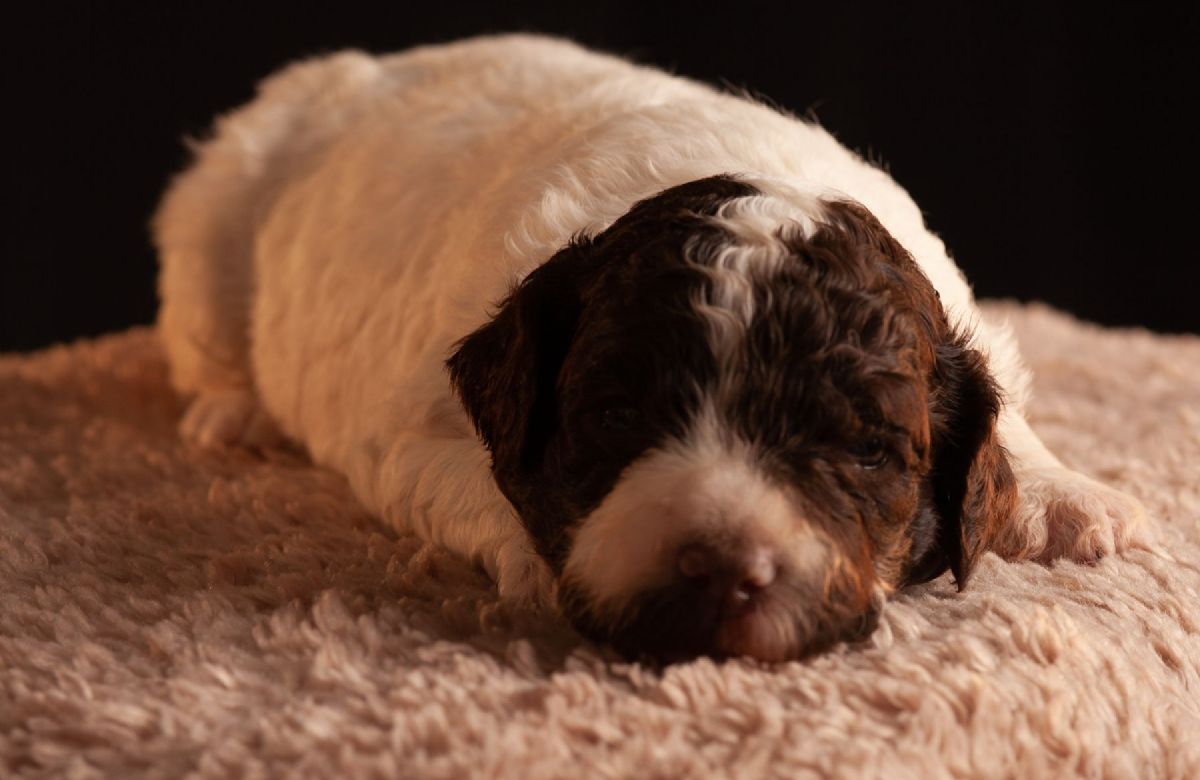 australian cobberdog puppies for sale