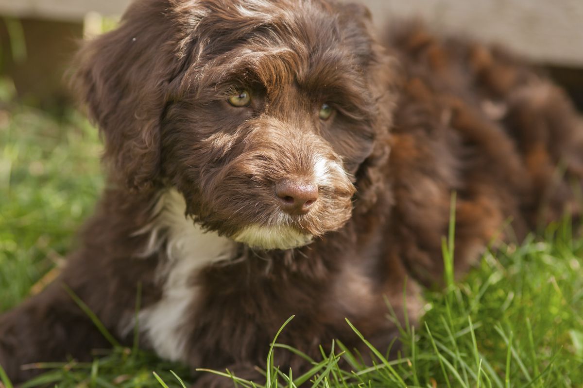 Australian Cobberdogs for sale