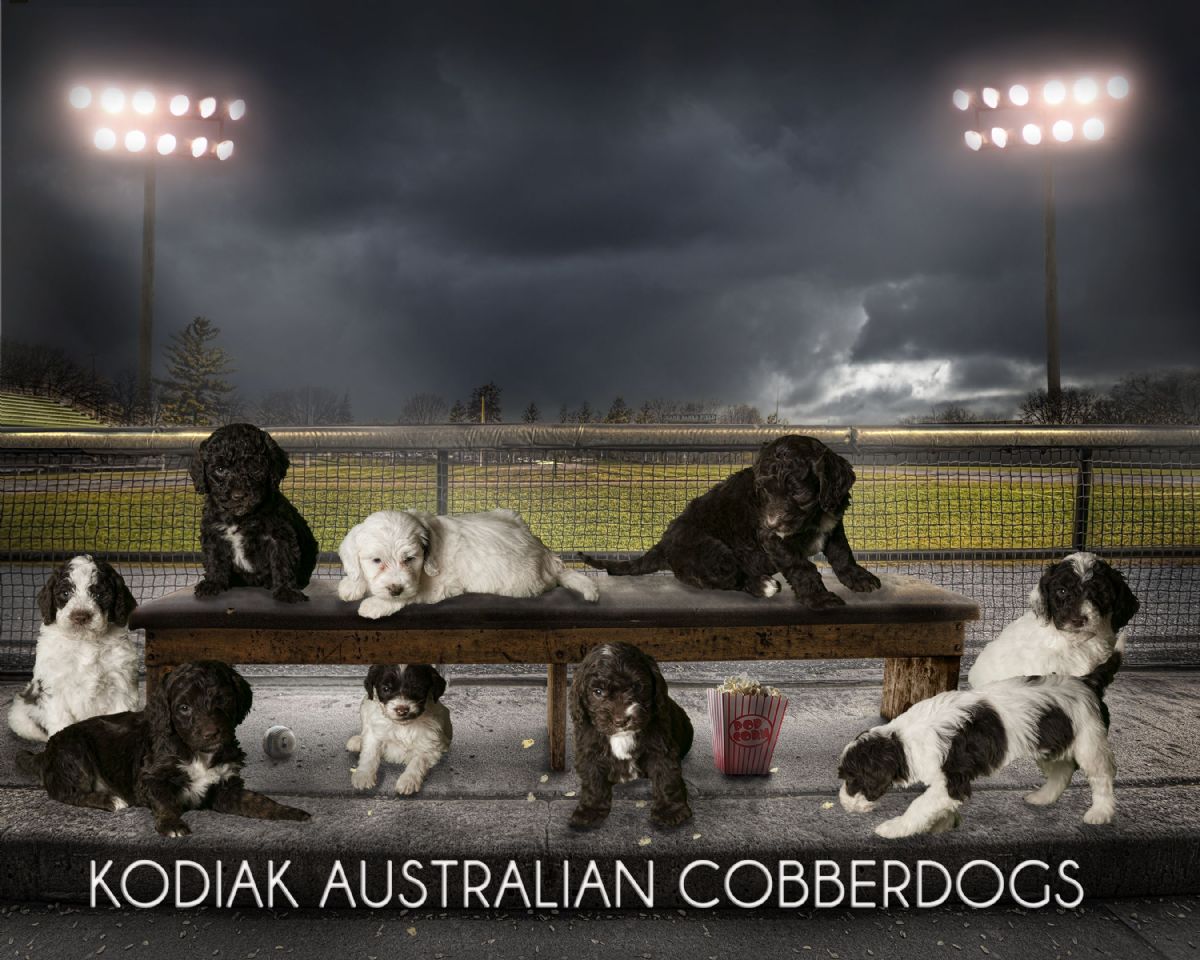 Kodiak Australian Cobberdogs for sale