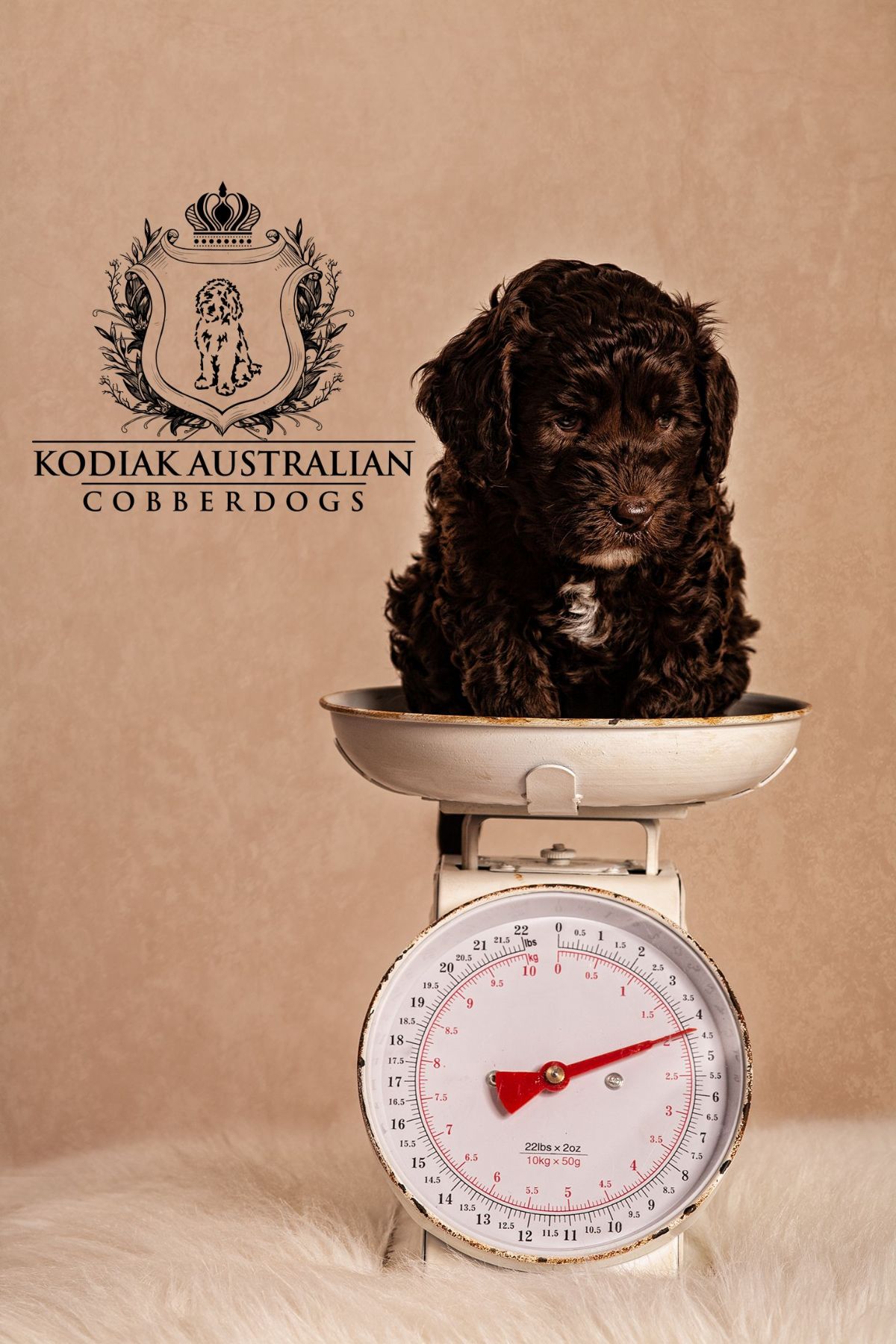 Kodiak Australian Cobberdogs for sale