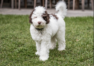austrailian cobberdog puppies for sale