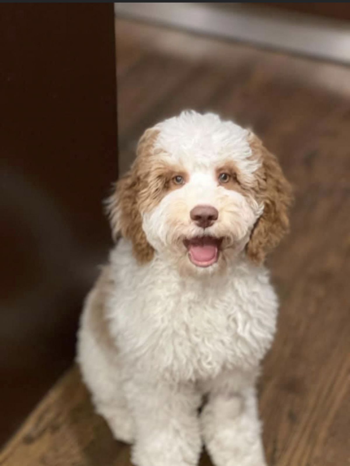 australian cobberdog puppies for sale