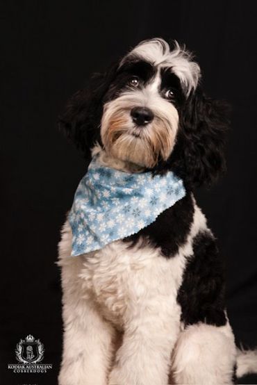 Kodiak Australian Cobberdogs