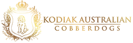 Kodiak Australian Cobberdogs